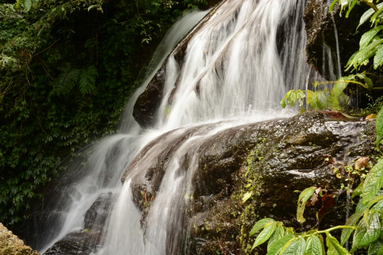 the beautiful waterfall is next to the lush forest