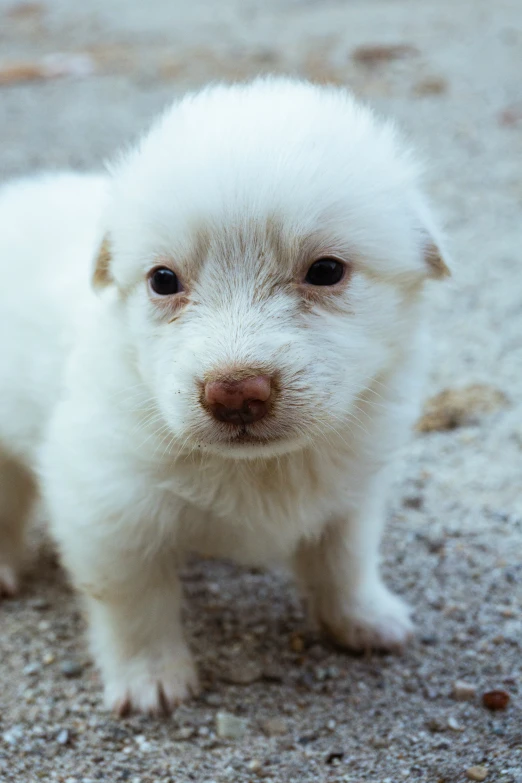 a white baby dog standing in a graveled area