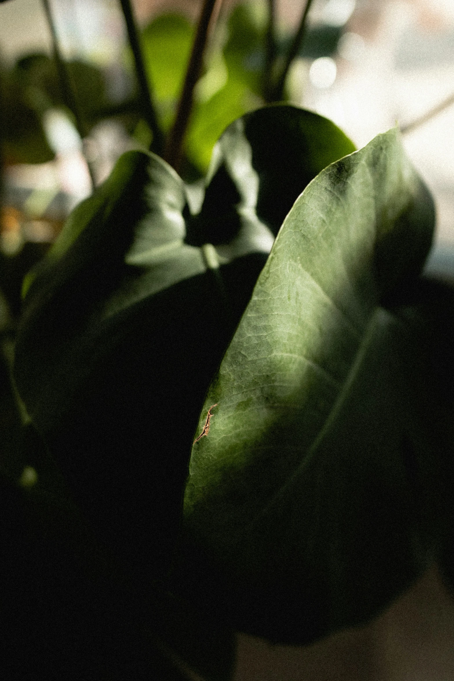 the plant is growing in a vase on the table