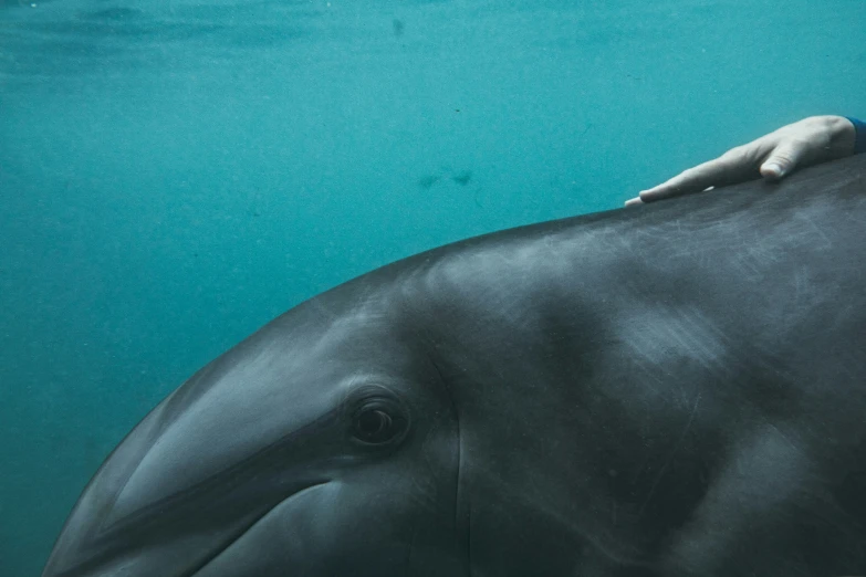 an artist's rendering of someone laying down on a dolphin