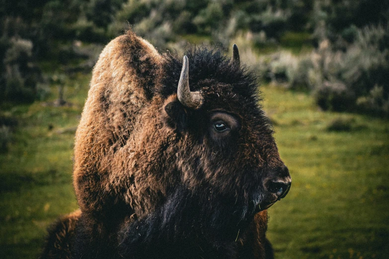 the large bison has been pographed on a camera