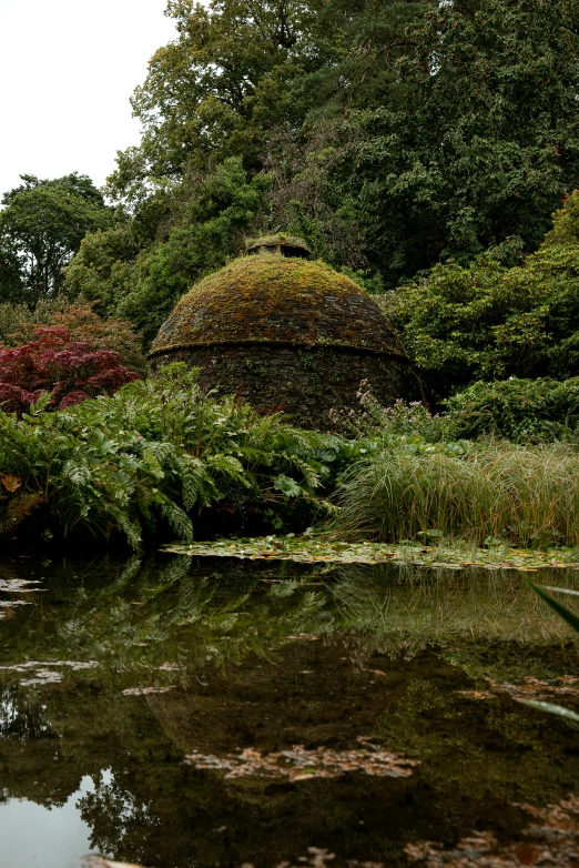 several vegetation are growing near the water