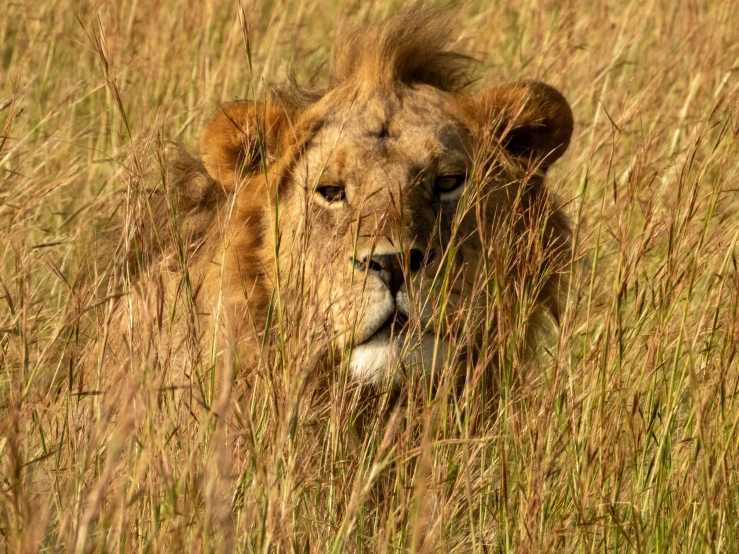 a lion looks out from behind long grass