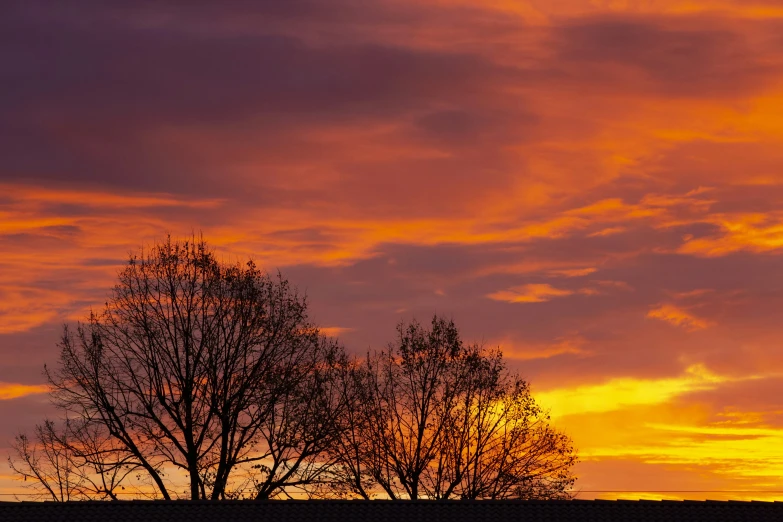 a bird flies into the sunset sky above trees