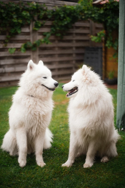a white dog is licking another dog