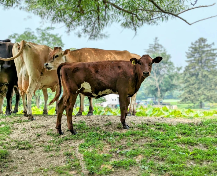 a brown cow standing in a field next to another brown cow