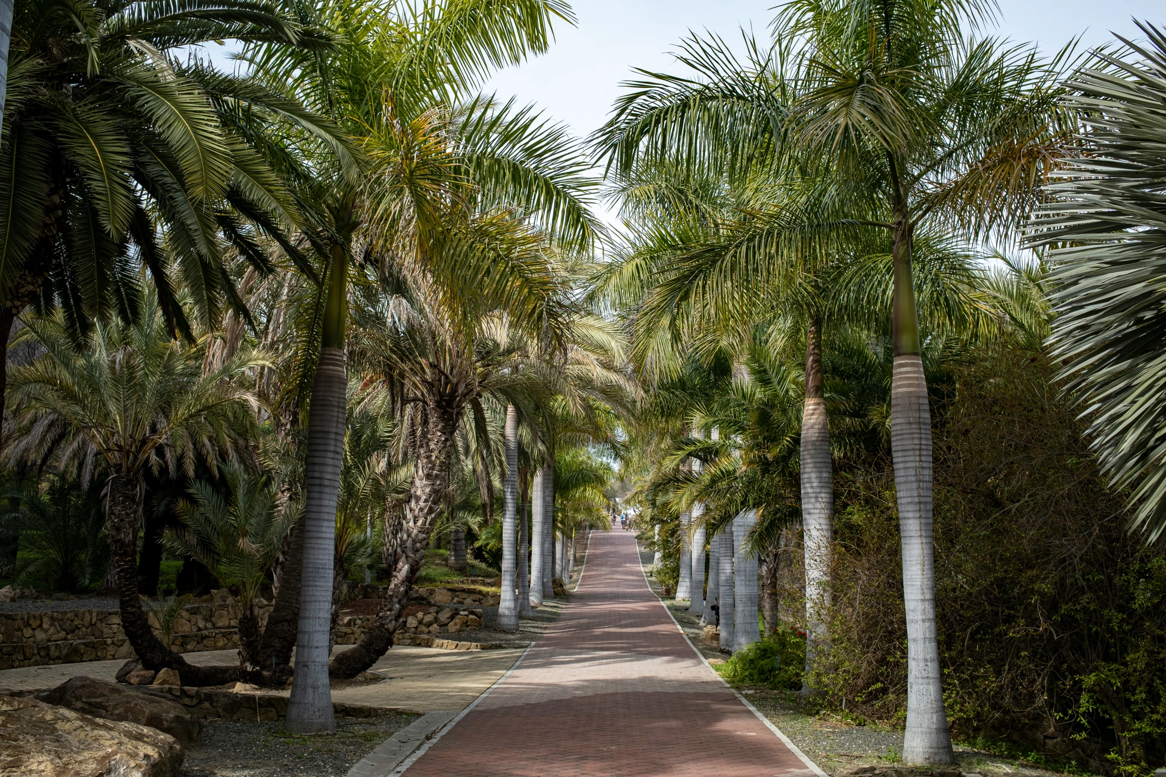 a long sidewalk covered in lots of trees