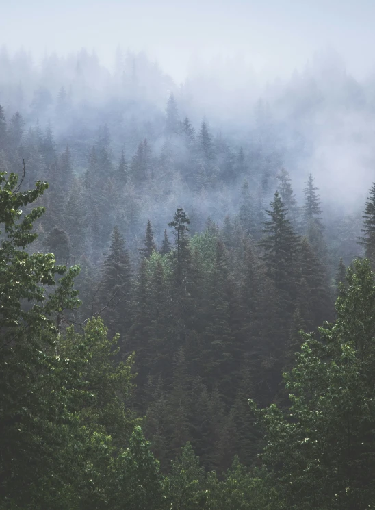 the pine trees are in a misty forest