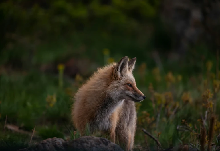 a brown fox standing in a forest