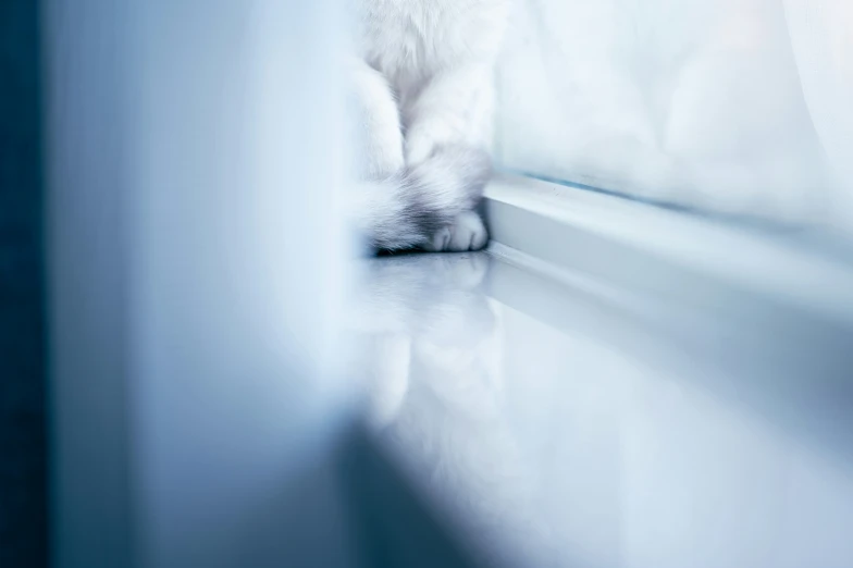 a white cat looking out the window with its paw on the glass