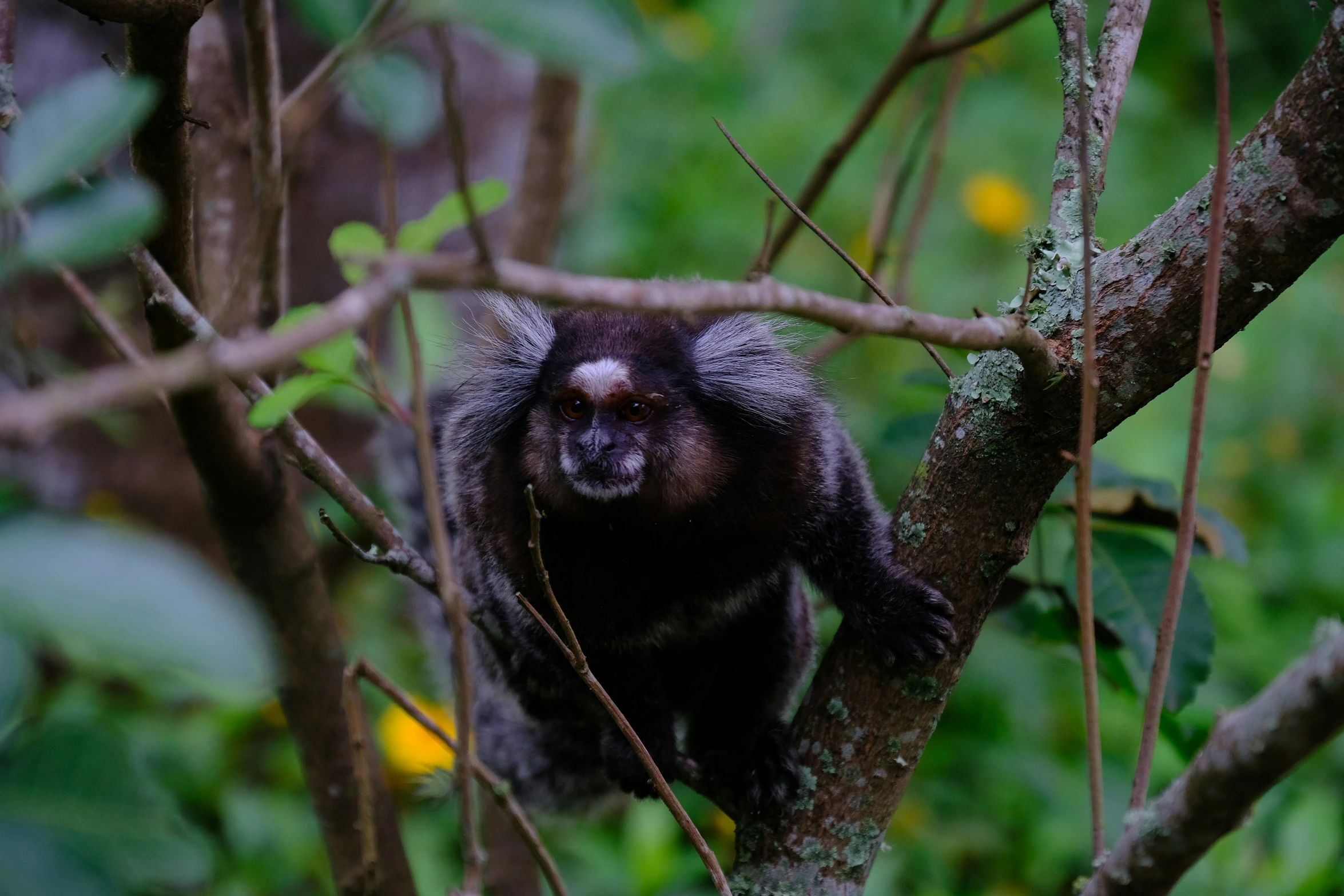 a monkey sits in a tree looking over his shoulder