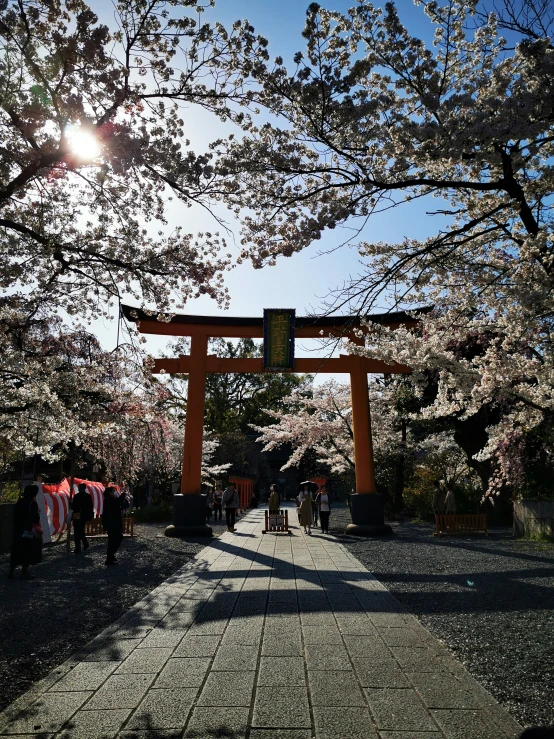 the sun is shining over the cherry blossoms in bloom