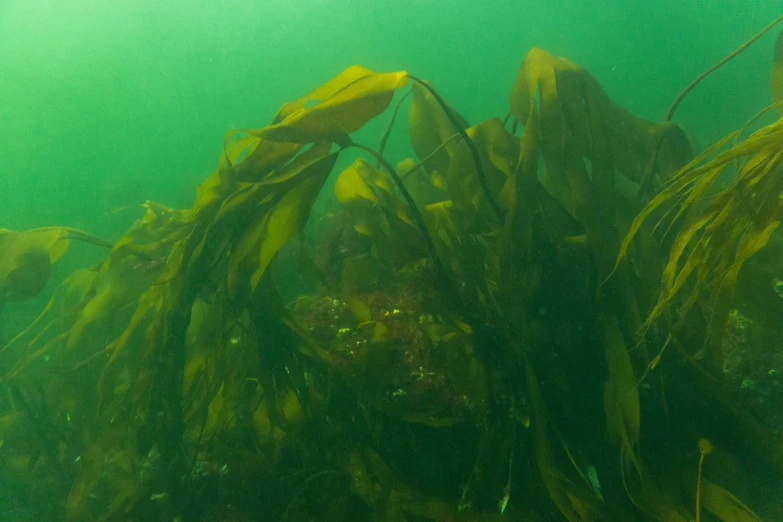 underwater view looking through kelphoofetweed at the bottom of the water