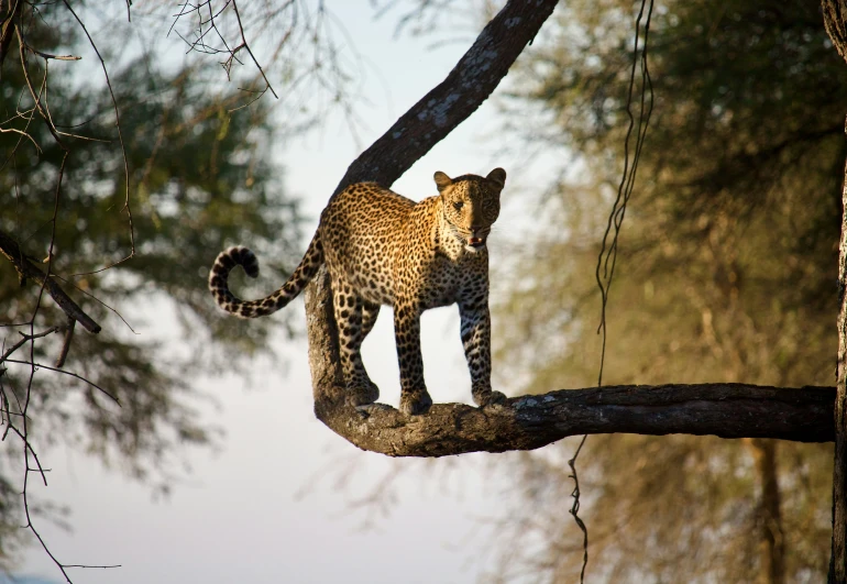 an animal is standing on a tree limb