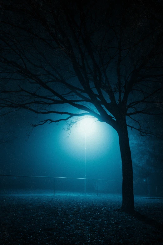 a foggy tree is silhouetted by a street light