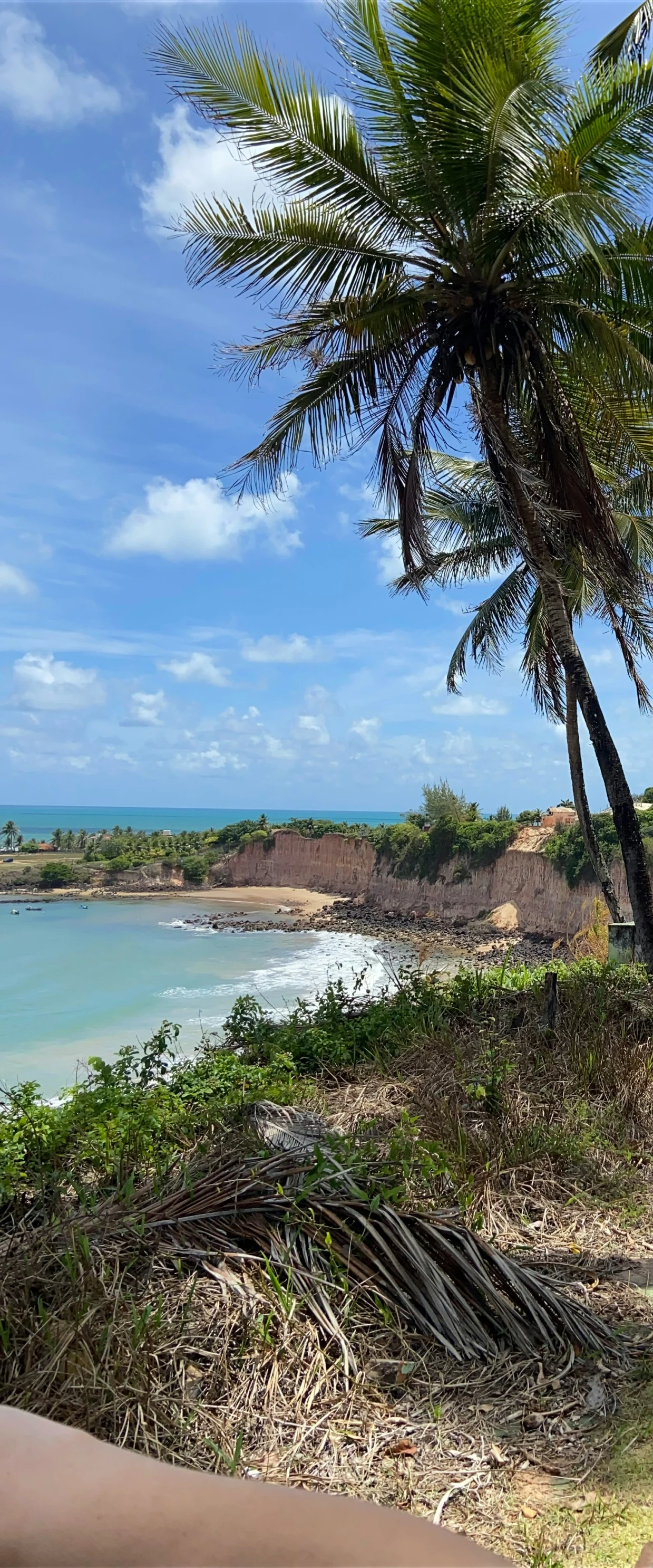 a man on a bike overlooking the ocean with palm trees