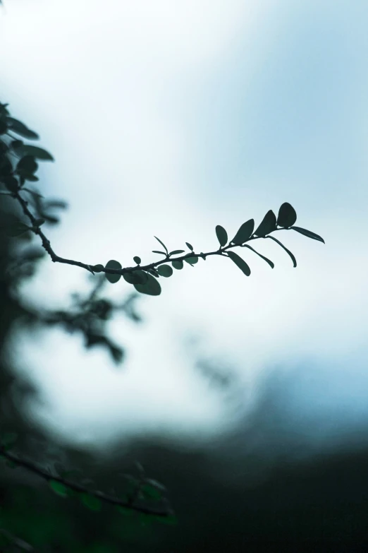 a tree nch is shown on a cloudy day