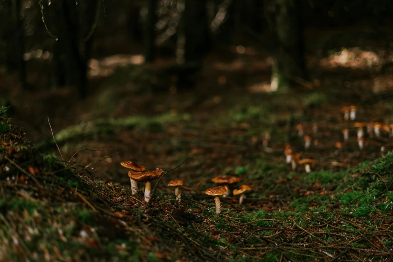 a group of mushrooms sit on the ground in a forest