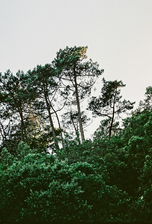 tall trees, nches, and bushes against a white sky