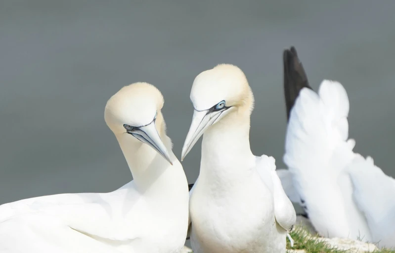 two birds stand next to each other on the grass