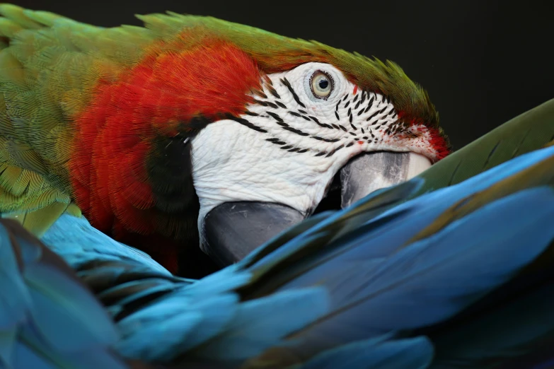 a close up s of the face and feathers of a parrot