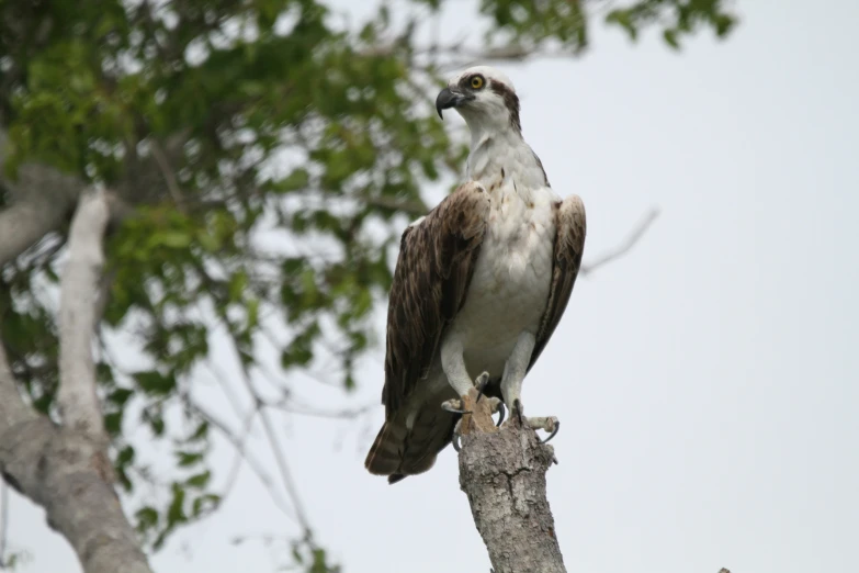 a bird of prey perched on top of a tree nch