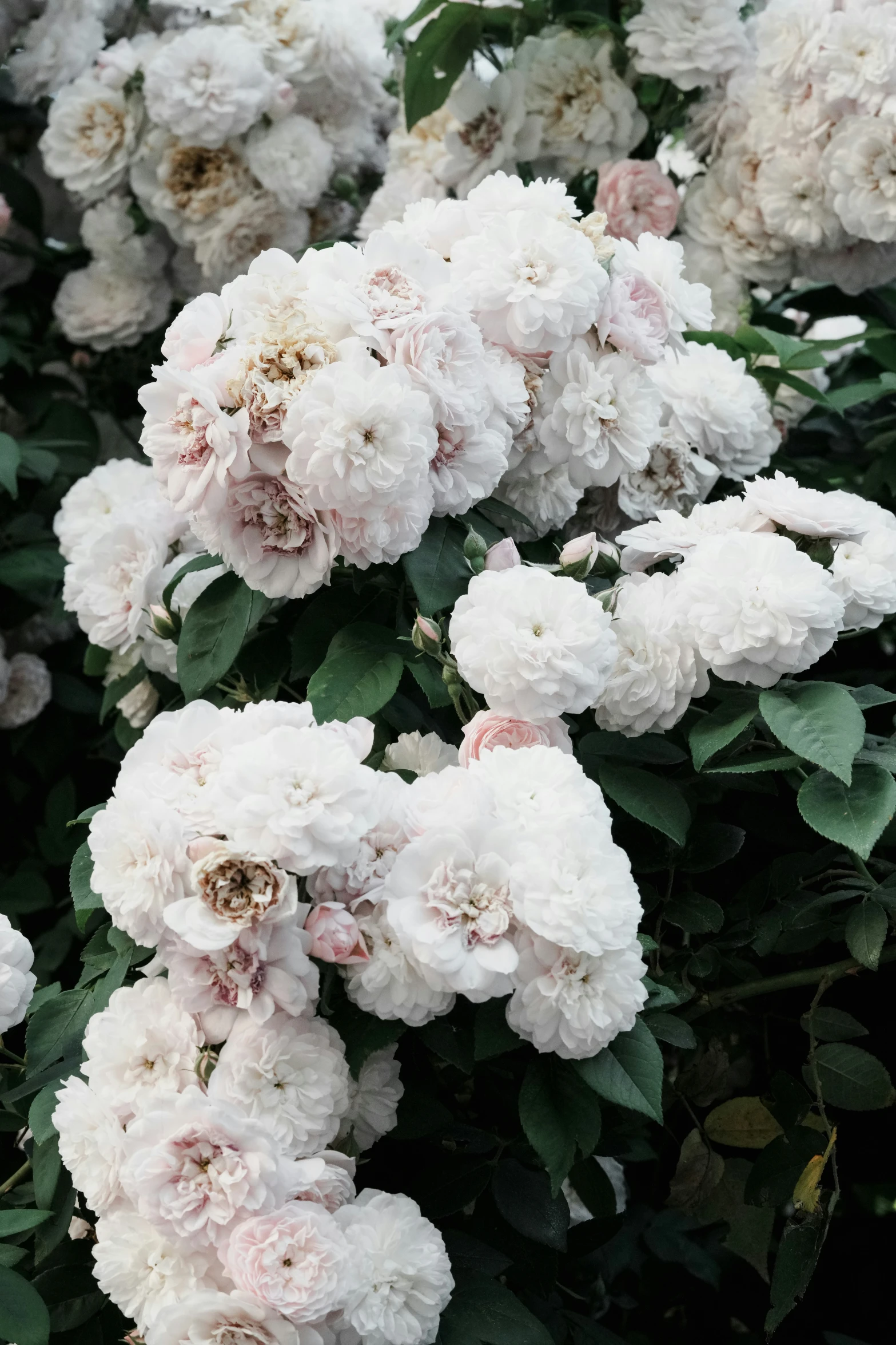 some white flowers are in a bush of green leaves