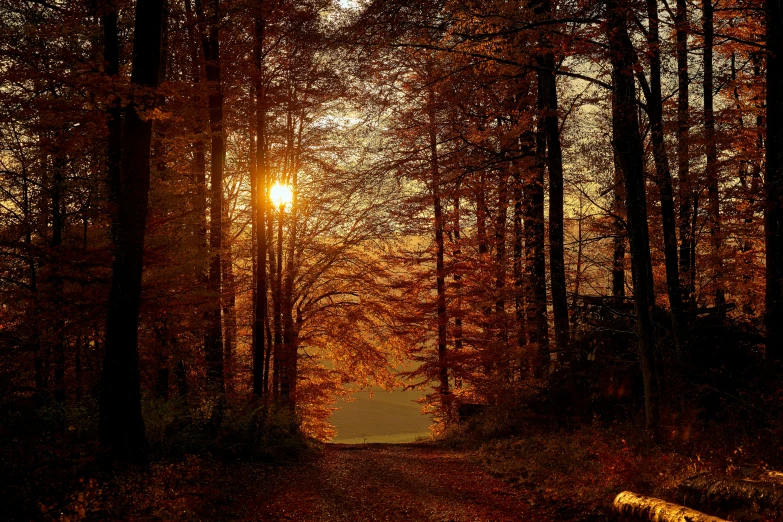 the sun shines through a forest on a dirt road