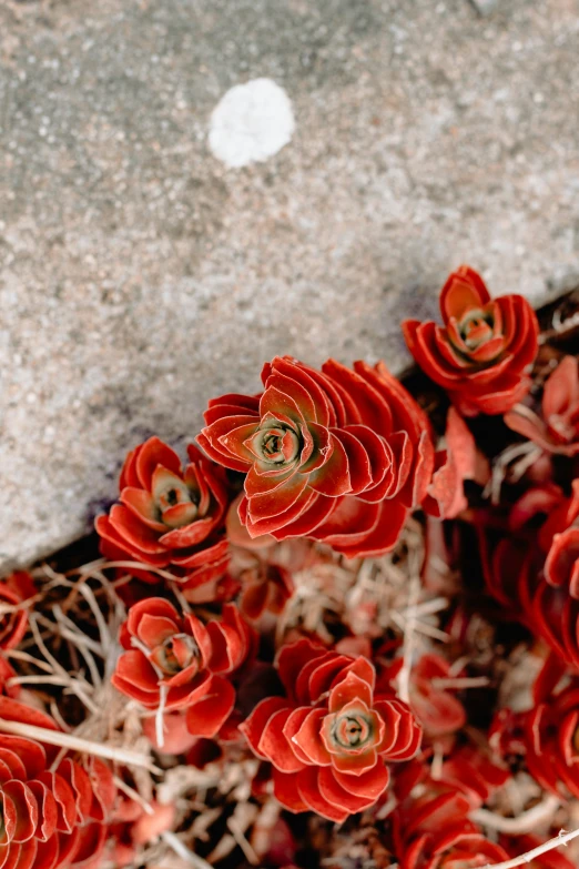 red flower laying on top of a sidewalk