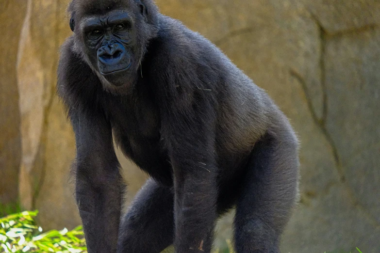 a gorilla in the wild is moving around