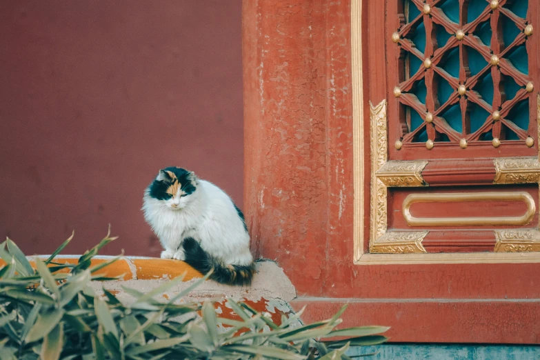 a calico cat sitting on a cushion in front of a building