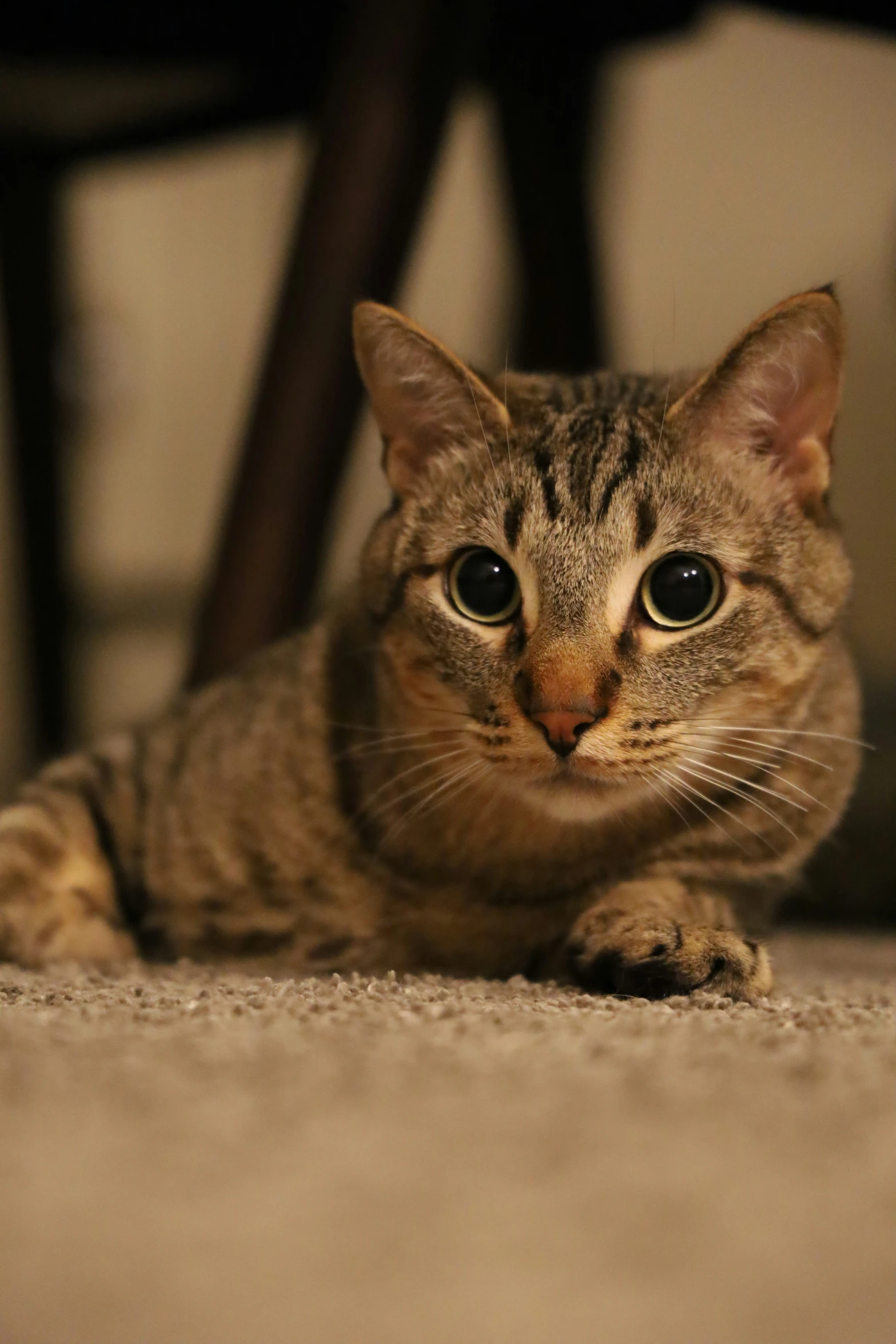 a close - up of a cat laying on the ground