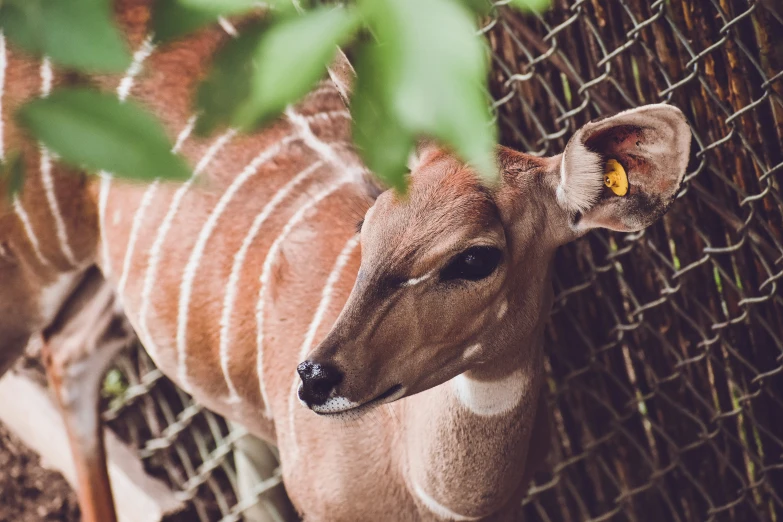 there is a young deer looking up through the fence