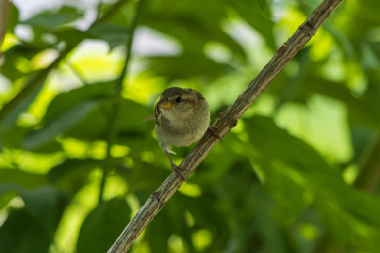 a bird sits on a nch in a tree