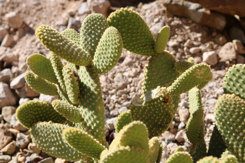a cactus in a desert setting with rocks around it