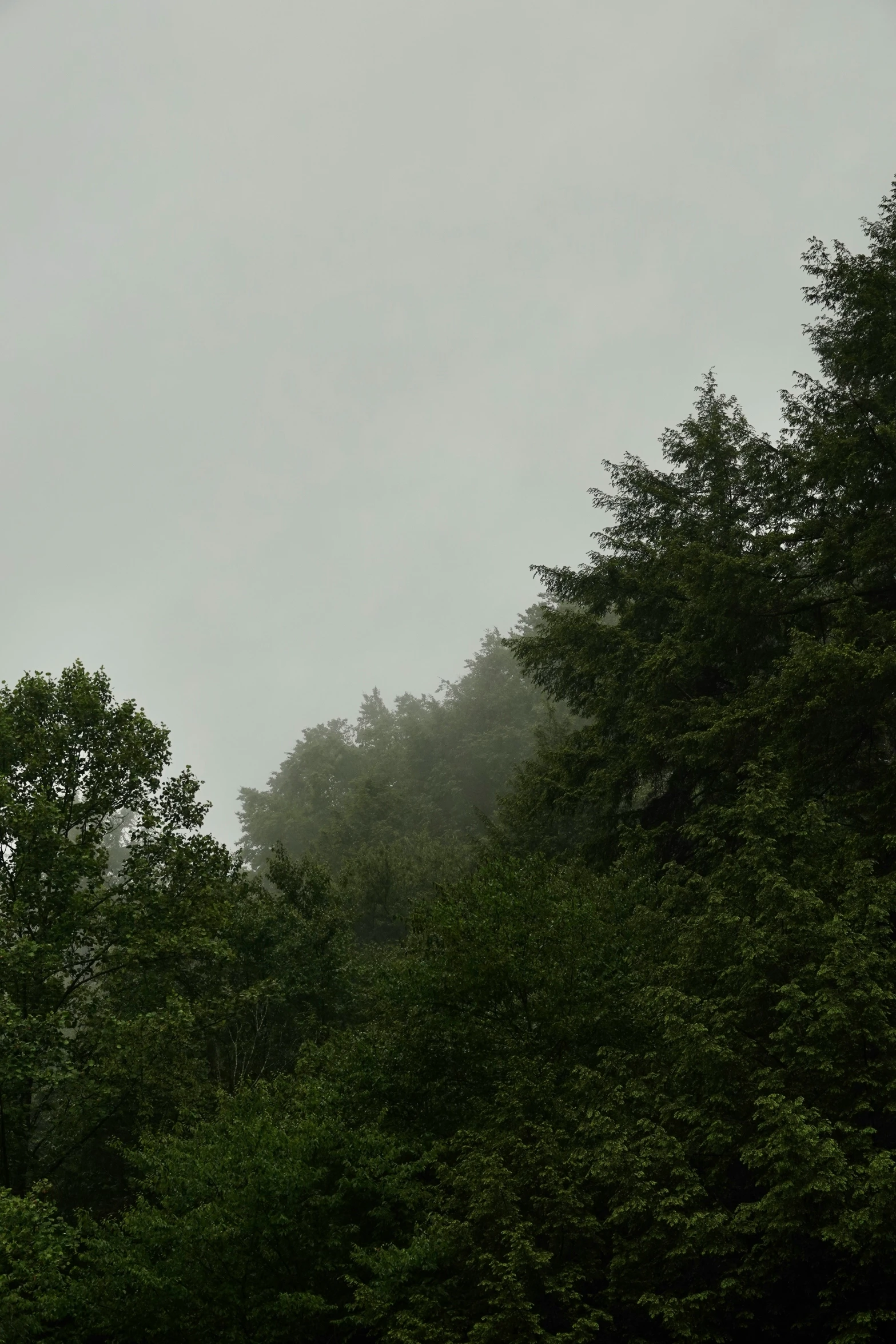 a single bird flies overhead as the sky is covered in mist