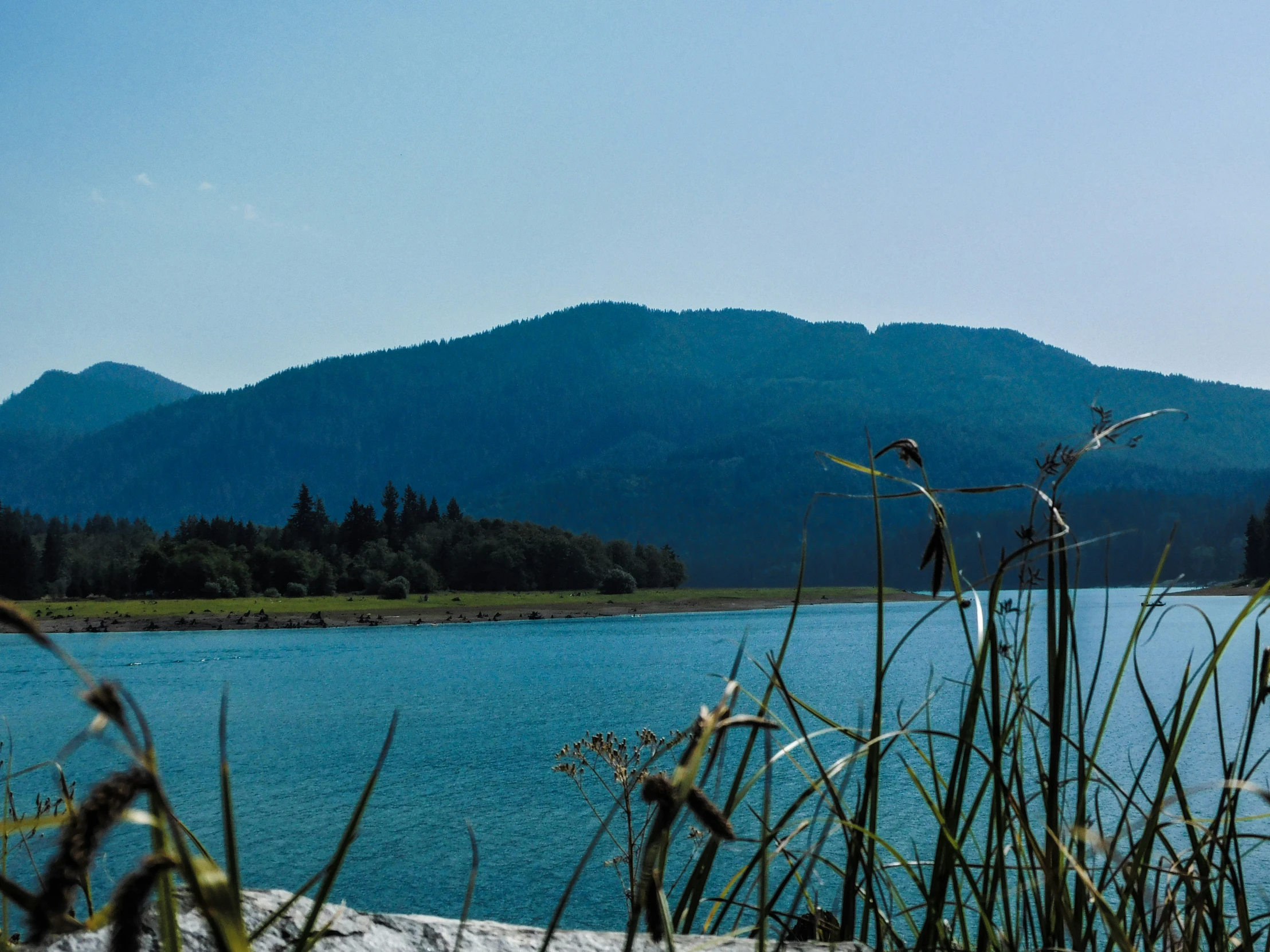 the grass on the shore by the water is very tall