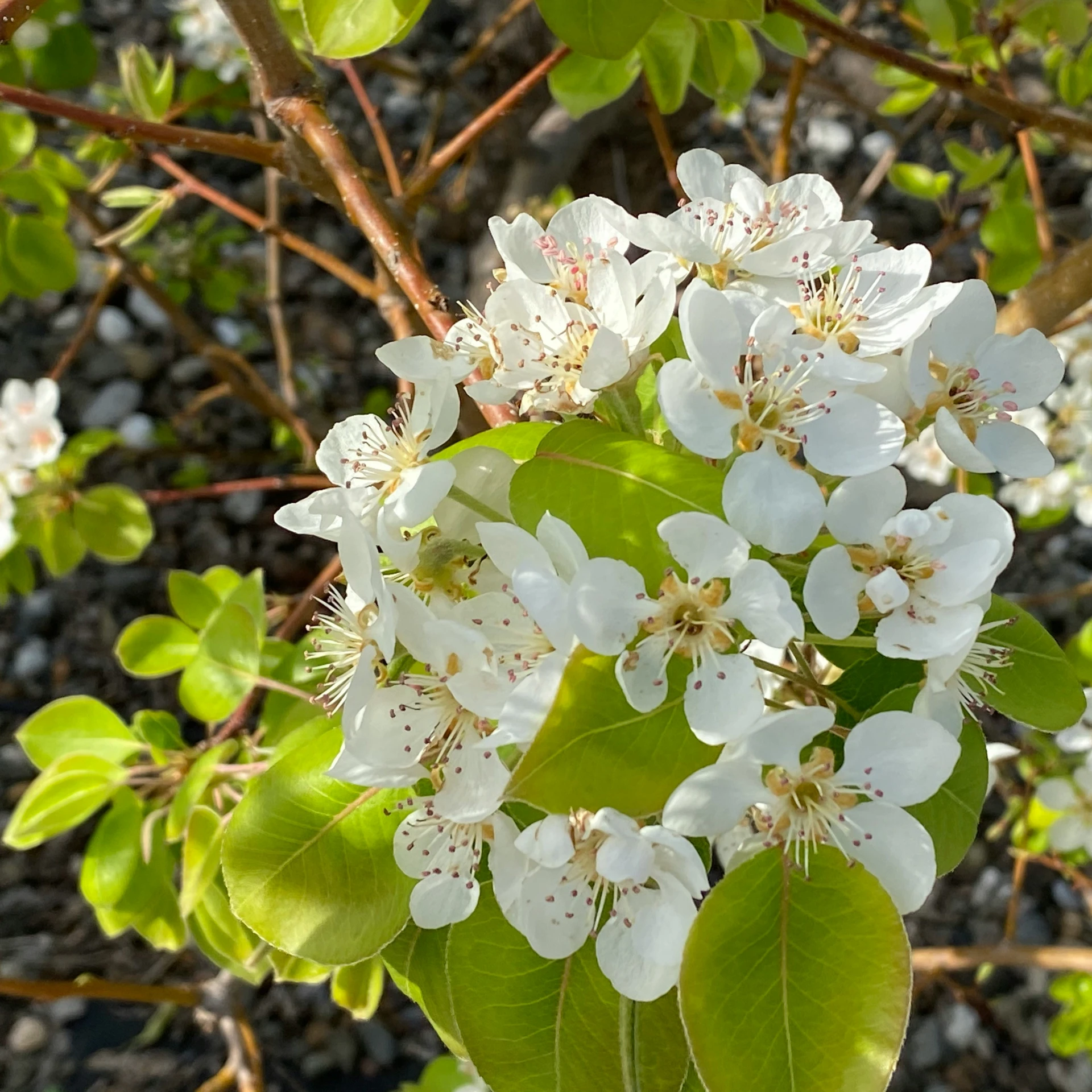 some white flowers and leaves in a bush