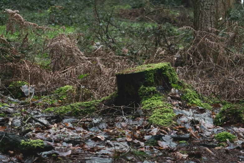 an area of vegetation and rocks near a tree