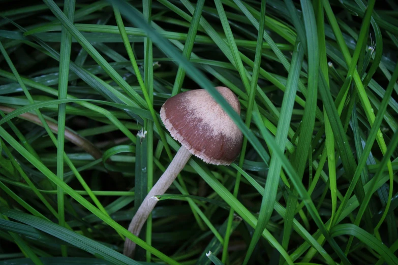 a brown mushroom sticking out of green grass