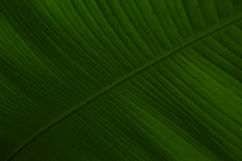 a green leaf showing the underside and end of it
