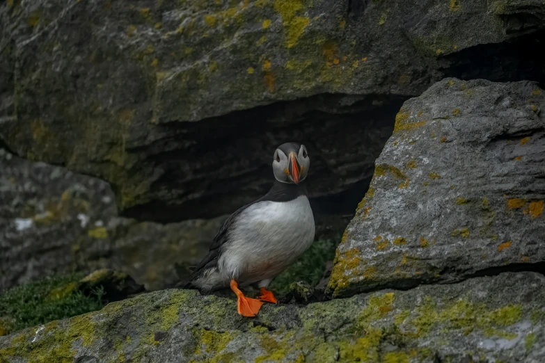 a large bird perched on a rock and looking off into the distance