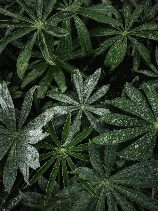 green foliage covered in frosty dew drops