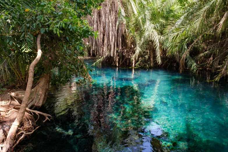 a river with clear water surrounded by forest