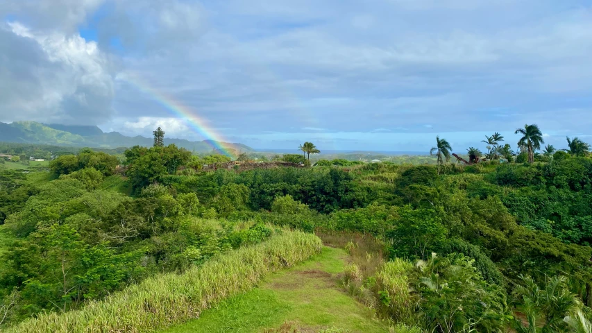 a rainbow in the sky above a forest filled with trees