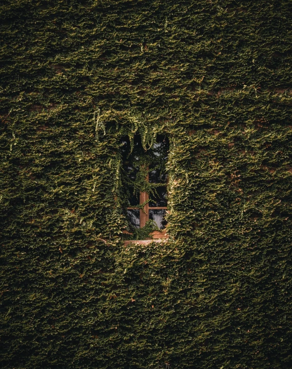 a window in the green vegetation is seen