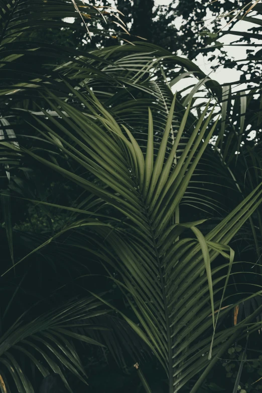 view looking up at large green leaves of a palm tree