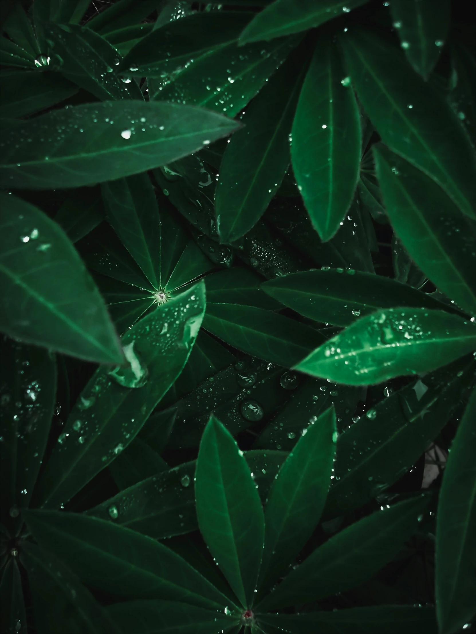 some green leaves and water drops on the leaves