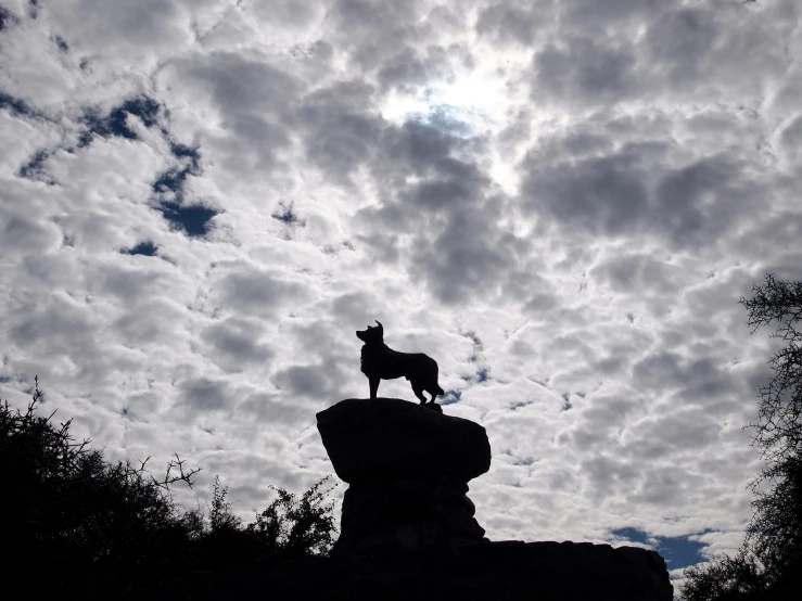 a dog on top of a rock that looks like a rock formation