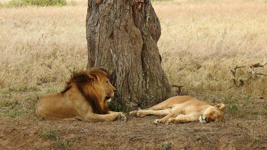 two animals laying on the ground in front of a tree